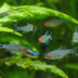 Rummy Nose Tetra Lifespan