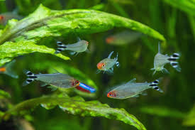 Rummy Nose Tetra Lifespan