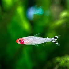 Rummy Nose Tetra Size