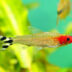 Rummy Nose Tetra Temperature