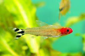 Rummy Nose Tetra Temperature