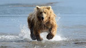 Bear Run